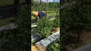 Harvesting Haskap Berries
