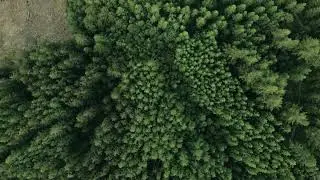 Green Forest Drone Clip - Copyright Free Videos