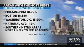 Boston Second In U.S. For Most Rodent Infestations, According To New Survey