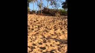 Honu on Haliewa Beach, North Shore