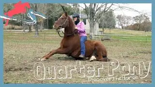 Liberty and Bareback on a Quarter Pony | DiscoverTheHorse [Episode #36]