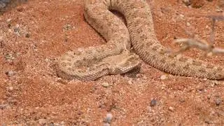 Im Schlangenzoo: Hornviper (Cerastes cerastes) g&auml;hnt.