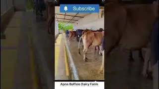 Apna Buffalo Dairy Farm #dairylife #dairyfarm #dairyfarming #dairyproducts #dairymanagement #buffalo