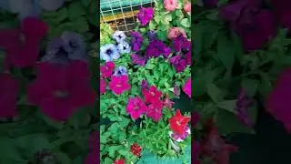 Vibrant Pink and Violet Petunia flowers||Homegarden#youtubeshorts #trendingshorts