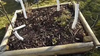 fruit orchard in small backyard