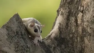 The Cuteness Power