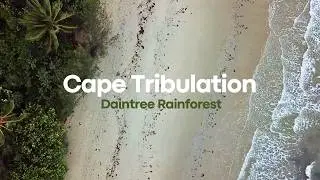 Visiting the Oldest Rainforest in the World | Daintree Rainforest & Cape Tribulation | VAN LIFE VLOG