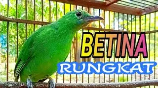 Pancingan Cucak ijo Macet Bunyi dengan CUCAK IJO BETINA GACOR