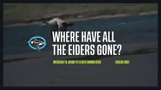 Where have all the eiders gone? Tracking Birds