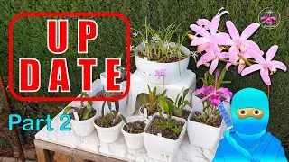 Miniature Orchid PROGRESS UPDATE | FAILS LOSSES GROWTH CARE REPORT #ninjaorchids  🌸🥷🏼