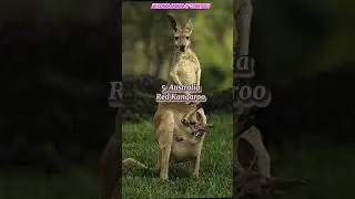 National Animal of Countries Part 1 #top #animals #countries #youtubeshorts #viralshorts