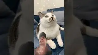 #cat #funny #catvideos #funnycat
