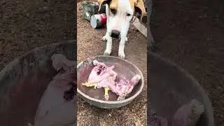The dog eating chicken #ytshorts #puppy #amazinature #discovery #animallife #pitbull #anmals #yt