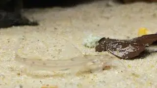 Mastiglanis yaguas
