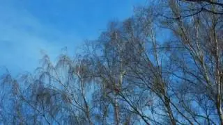 R&ouml;dhake, bofink samt en strof fr&aring;n en R&ouml;dvingetrast den 22 mars 2017 Kristianstad