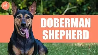 German Shepherd Doberman mix: The Perfect Watch Dog