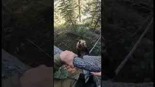 || CRAZY BEAR CORNERS HIKER || #shorts #bear #viralshorts