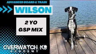 Wilson | 2 Year Old GSP Mix | Anxiety Training | Distraction Training | 14 Day Transformation