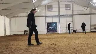 Duch - Obedience class 2 (debiut)