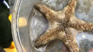Discovering living creatures in intertidal zone