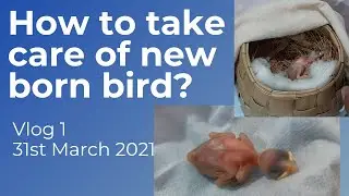 How to take care of baby bird 🐦 | Artificial Nest | Nestling Bird || Vlog 1 ||