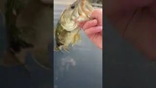 Releasing bass in a super calm lake #fishing #topwater #largemouth #foryou #fyp