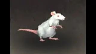 Eastern Kingdoms Safari: Rat Battle Pet, Loch Modan, WoW Retail