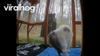 Cat Defends Catio From Curious Black Bear || ViralHog