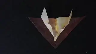 Hygromorphic