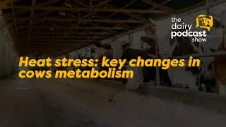 #shorts Heat stress: key changes in cows metabolism
