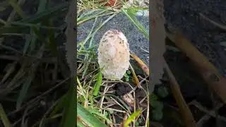 Shaggy Mane Edible Mushroom Wow!