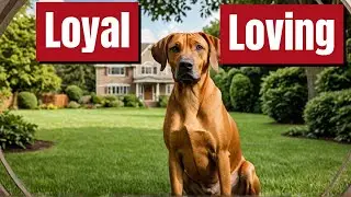 You Won't Believe the Unique Characteristics of Rhodesian Ridgebacks