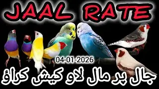Jaal Rate 04-01-2026 | Birds Prices in Pakistan | Lalukhet Birds Market | Cheapest Birds Market