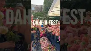 Dahlia Fest 2024 Recap