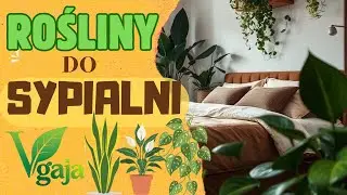 Trzy rośliny, kt&oacute;re odmienią Twoją sypialnię i sen | Zdrowa Sypialnia | Zdrowy Sen #sen #rośliny