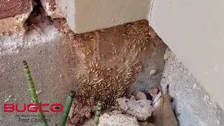 Do I Need a Termite Inspection When Buying a House?