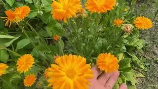 End of June Plot Tour | Garden Progress & Summer growth