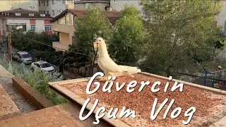 Son Beyaz erkek yavru fişekleri arttırdı! 🚀💪 | Uçum Vlog #3