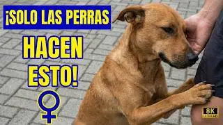 Cosas Que Hacen Las Perras: Solo Ellas Hacen Esto Y La Razón Te Tocará El Corazón 💖