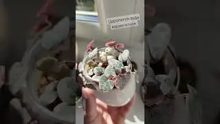 Церопегия Вуда вариегатная 🌿 #plants #растения #церопегия #красота #утро #коллекция