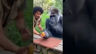 nGorilla Stunned Repeatedly by The Fruit Magic Trick