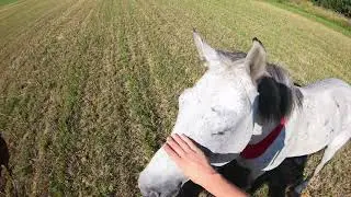 Поле, лес... тотальная продувка коней :D #horse #лошадки #верховаяезда #equestrian