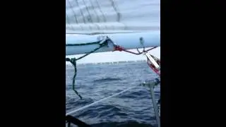 Bash pharoan  loves Chesapeake Bay