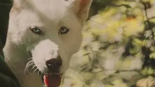 Circus of Seven - Howl