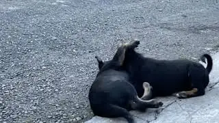 Puppies Siblings War | Lion King Simba Vs Scar | Cute Puppies | Stray Puppies