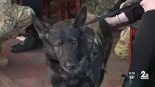 Bomb detection dog Nick retires from Fort Meade after 8 years of service
