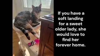 Meet Allie! Finally Home Animal Haven Sponsored By:&nbsp;RooterMan To The Rescue.
