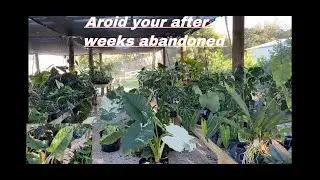 Aroid Greenhouse Tour after 3 weeks abandoned / Tropical Plants / Gardening Florida