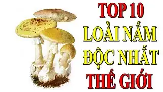 Top 10 lo&agrave;i Nấm Độc Nguy Hiểm nhất Thế giới | TRI THỨC Official