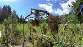 Skagit Valley Provincial Park - Interior Douglas-fir (IDFww) Grassland Walk (360&deg; Video)